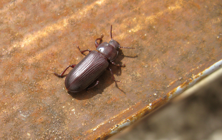 coleottero da identificare